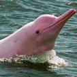 delfines rosados en el-vichada