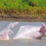 delfines rosados o toninas en Colombia
