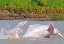 delfines rosados o toninas en Colombia