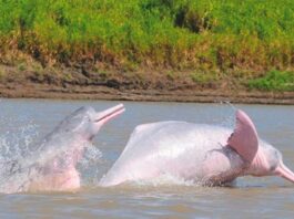 delfines rosados o toninas en Colombia