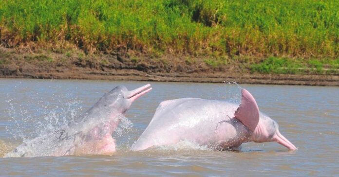 delfines rosados o toninas en Colombia