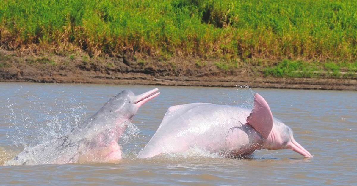 ▷ Avistamiento de delfines rosados (Toninas) en ríos y lagos de Colombia