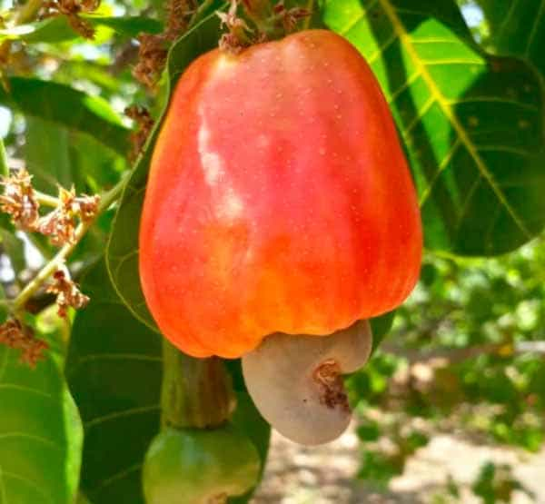 Marañón o Merey Llanero en finca florez rojas