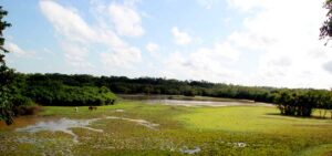 Finca el Tesoro de Puerto Carreño Vichada