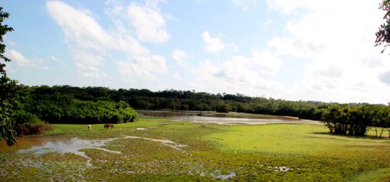 Finca el Tesoro de Puerto Carreño Vichada