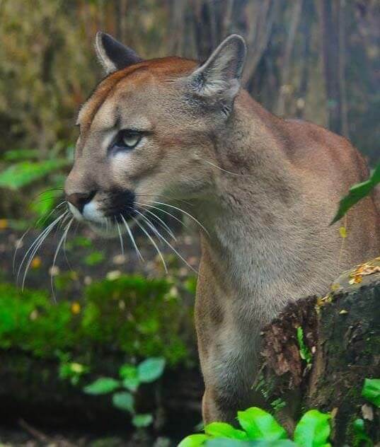 Puma concolor en la reserva o refugio natural Bojonawi