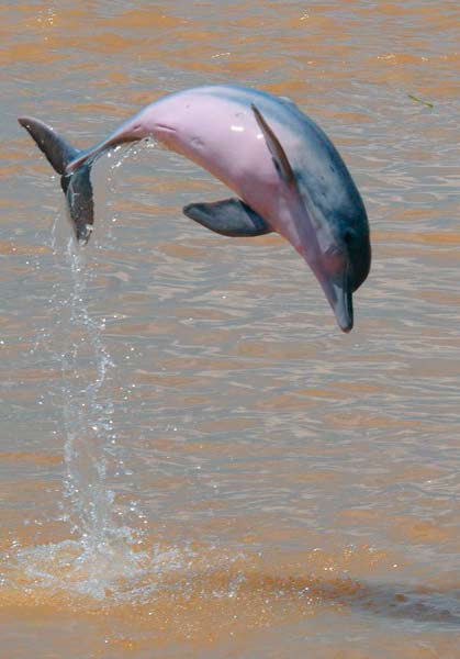 Delfín Rosado o Tonina en ríos de colombia