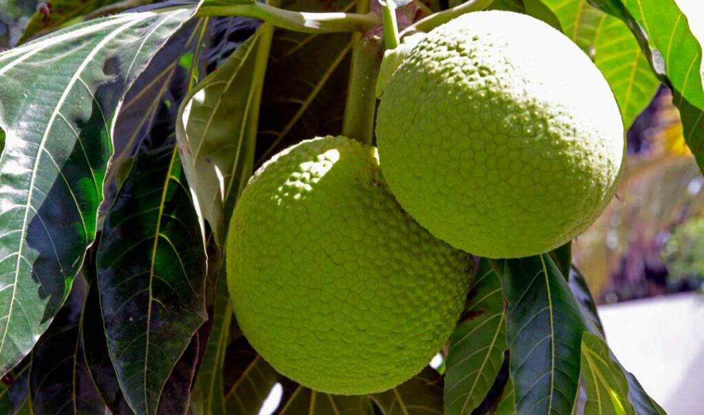 leyenda del fruto del árbol de pan san Andrés