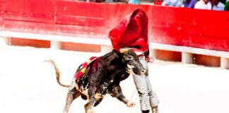 Ley prohibe las corridas de toros en Colombia.