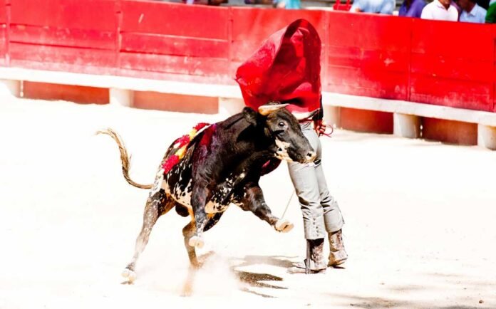 Ley prohibe las corridas de toros en Colombia.