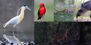 Reserva natural Doñana vichada