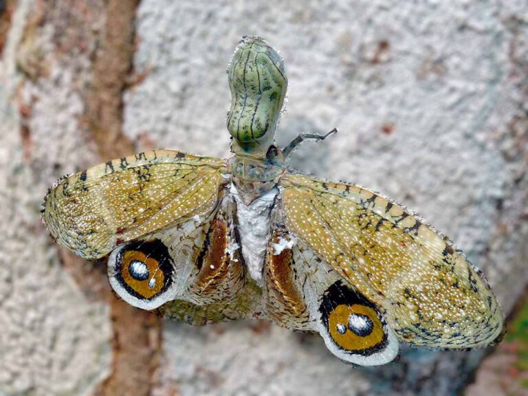 La Machaca Leyenda Colombiana
