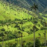 Valle del Cocora