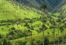 Valle del Cocora