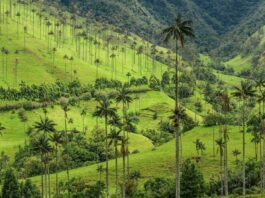 Valle del Cocora