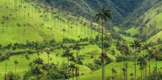 Valle del Cocora