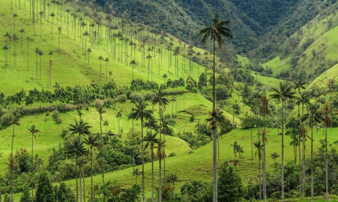 Valle del Cocora