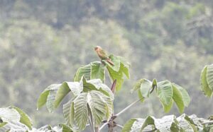 Avistan por primera vez al Periquito aliamarillo en Huila, una especie endémica de Colombia