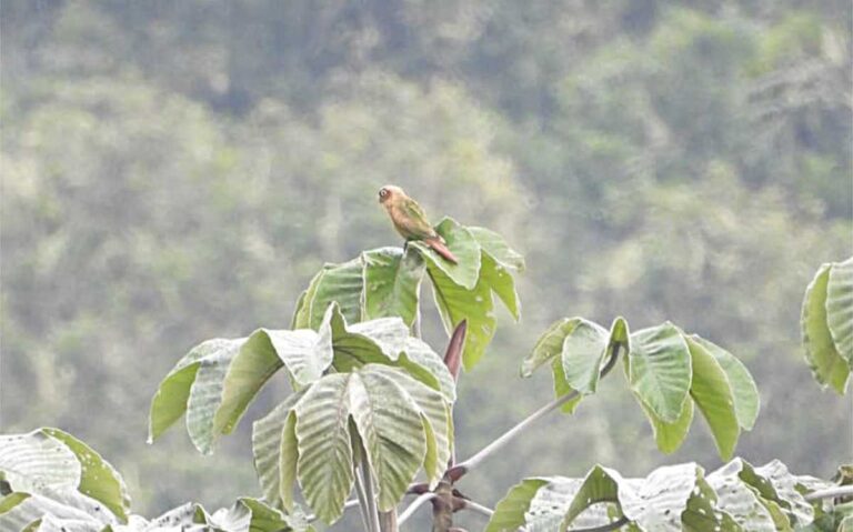 Cotorra Pechiparda o Periquito aliamarillo Huila, Colombia