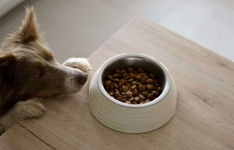 ahorra en la alimentación de tu mascota sin perder calidad nutrecan