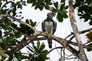 Águila arpía en el Valle del Cauca vista por primera vez
