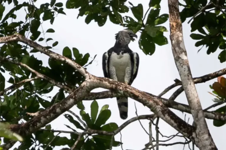 Águila arpía en el Valle del Cauca vista por primera vez