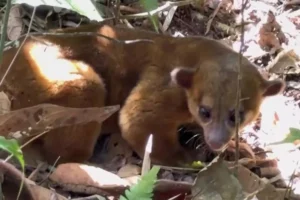 CVC libera cinco animales silvestres rehabilitados en zona ambiental de Dagua, Valle del Cauca