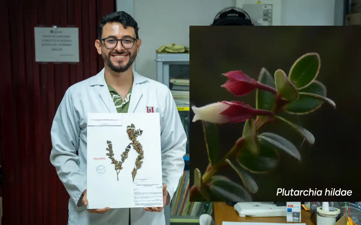 Plutarchia hildae nueva especie de plata descubierta en Huila CAM