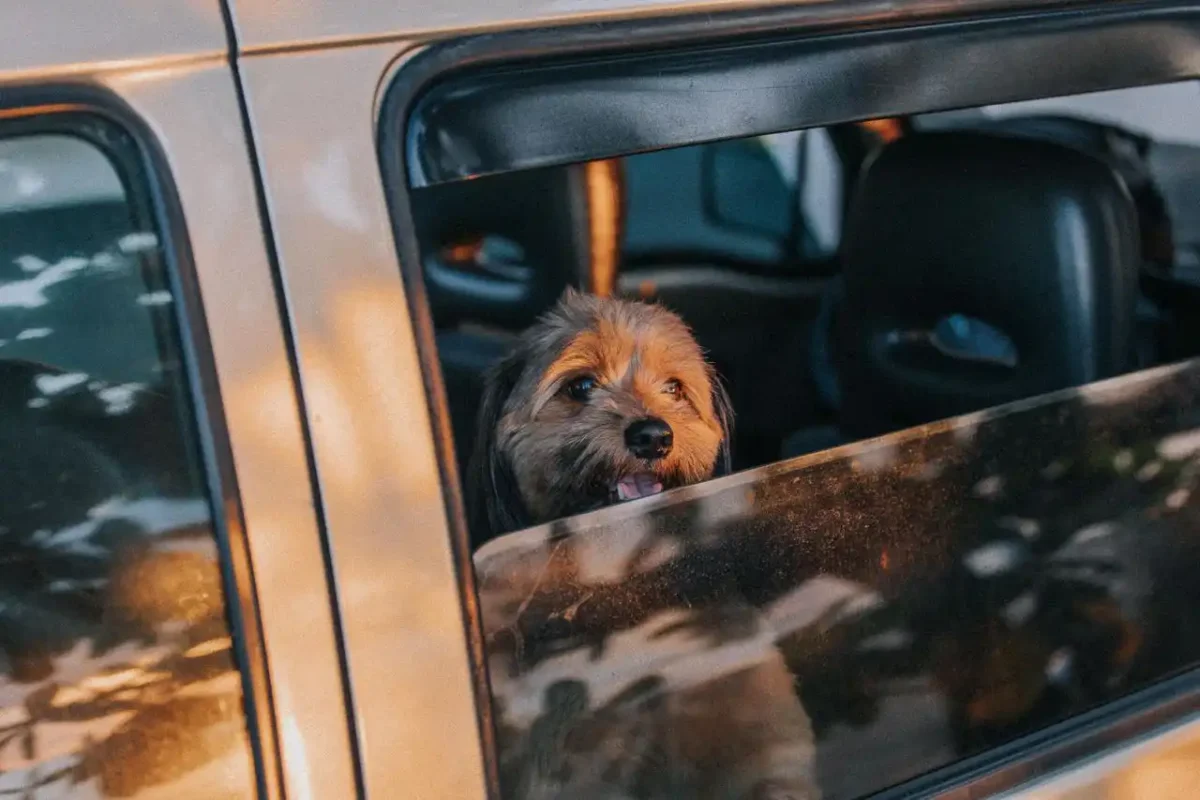 Requisitos y documentos del ICA y aerolíneas para viajar con mascotas en avión desde Colombia