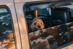 Requisitos y documentos del ICA y aerolíneas para viajar con mascotas en avión desde Colombia